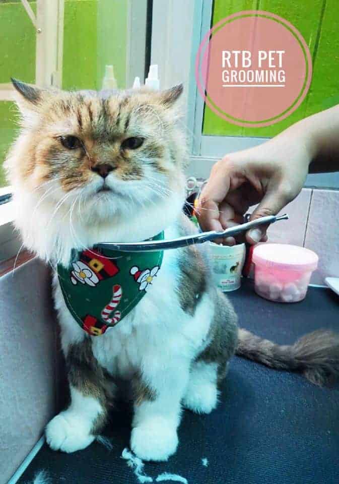 โรงพยาบาลสัตว์รัตนาธิเบศร์ (Pet Clinic) RTB Referral Animal Hospital (Pet Clinic) 5