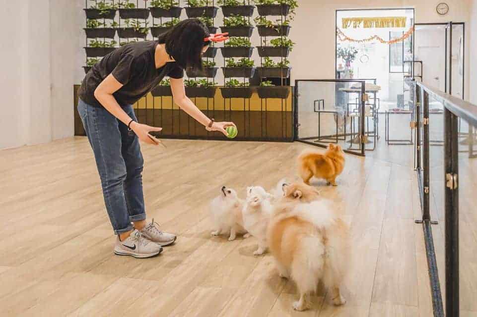 Pet Hotel Bangkok (สุขุมวิท) 7