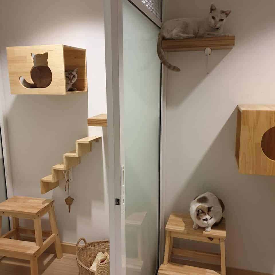 โรงแรมแมว Infinite Cat hotel รับฝากเลี้ยงแมว 8