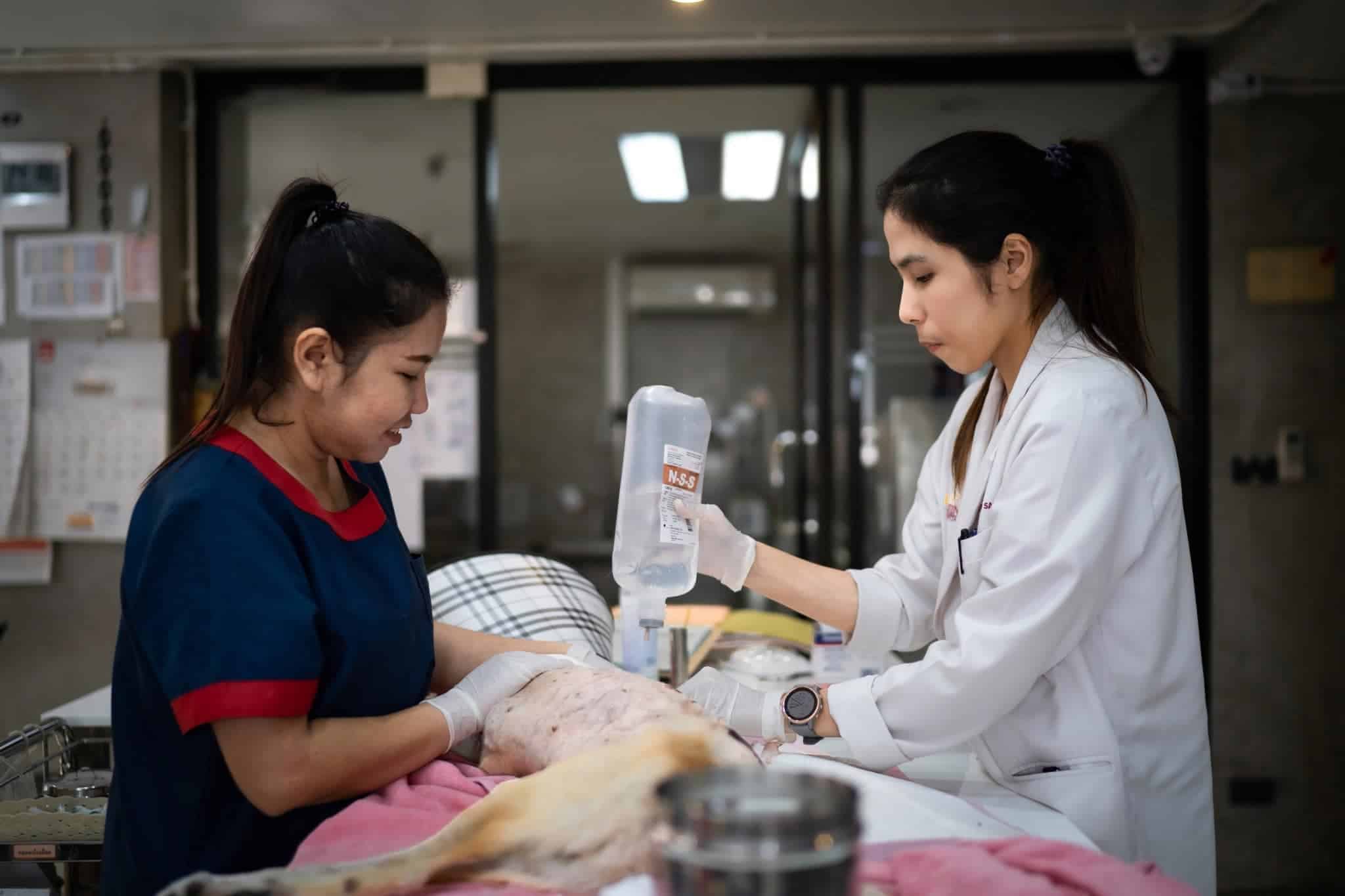 โรงพยาบาลสัตว์โอะไดจินิ (Odaijini Pet Hospital) 6