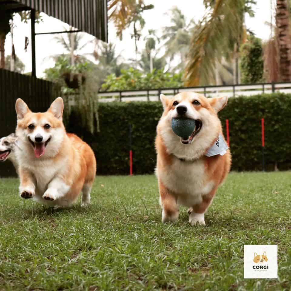 Corgi in the Garden 8