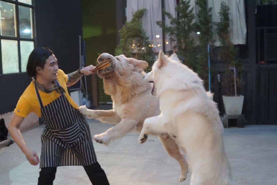 Big Dog Cafe 5