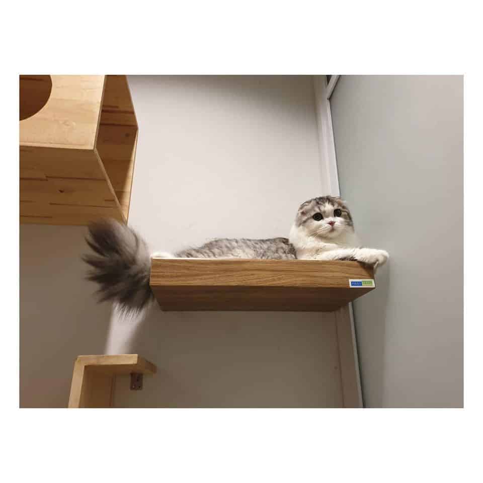 โรงแรมแมว Infinite Cat hotel รับฝากเลี้ยงแมว 9