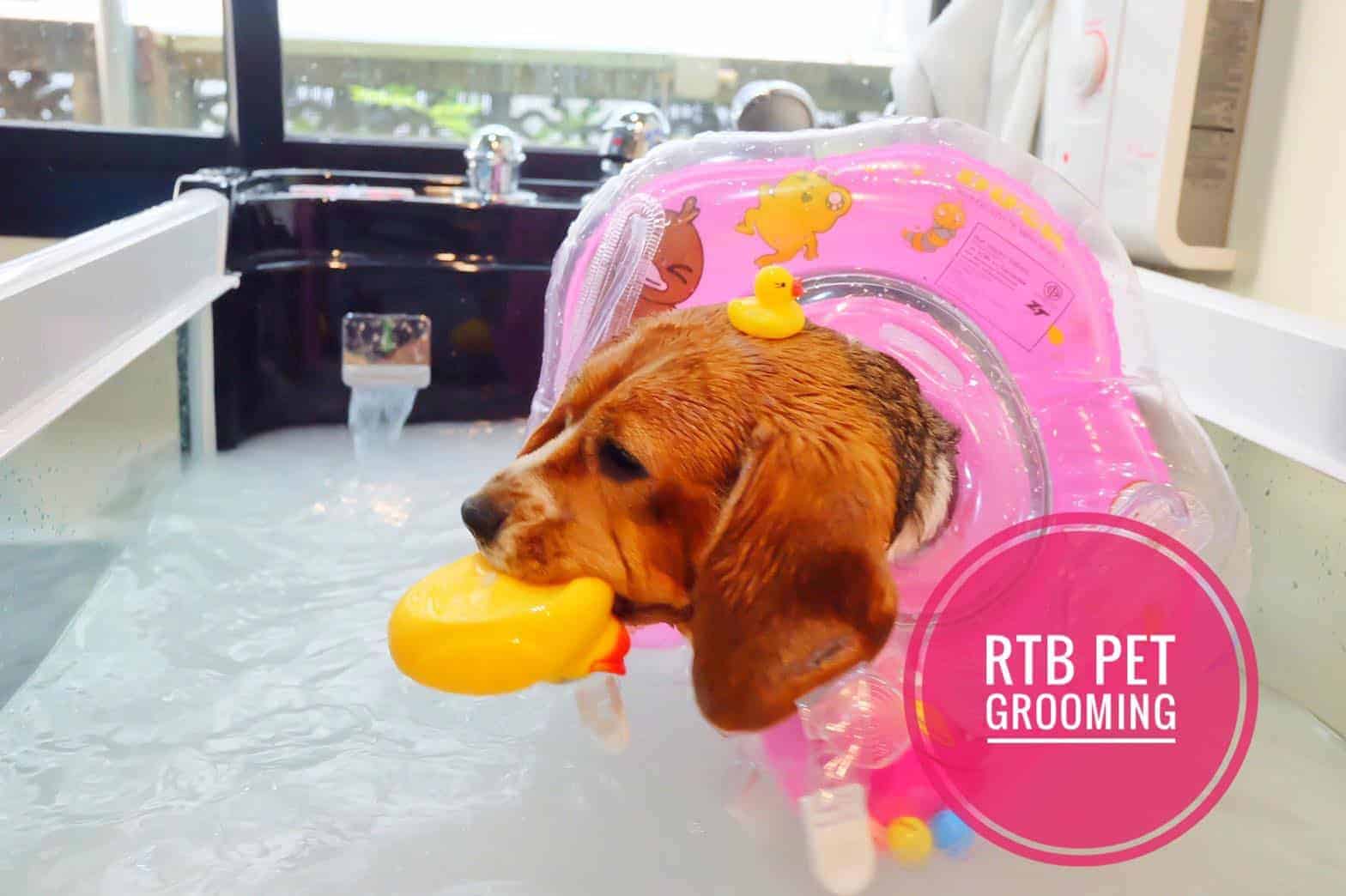 โรงพยาบาลสัตว์รัตนาธิเบศร์ (ปทุมธานี) RTB Referral Animal Hospital (Pathumthani) 6