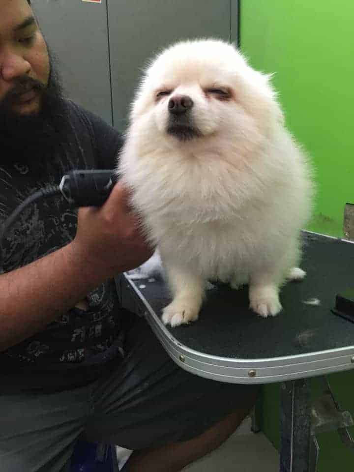 Doggy Station รับฝากเลี้ยง อาบน้ำ-ตัดขน น้องหมา 2