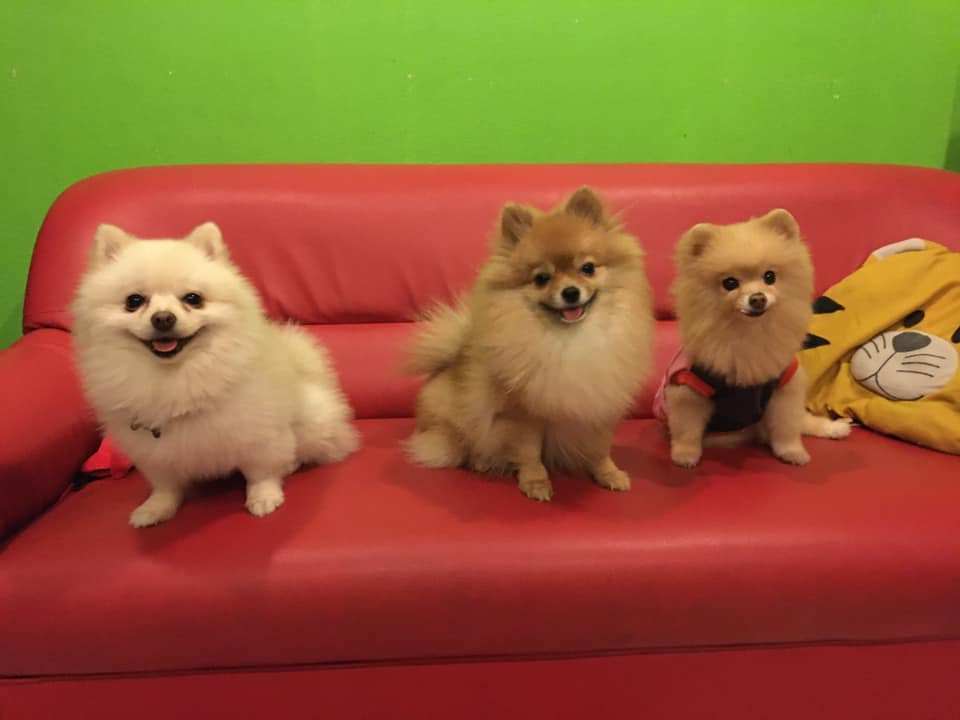 Doggy Station รับฝากเลี้ยง อาบน้ำ-ตัดขน น้องหมา 3