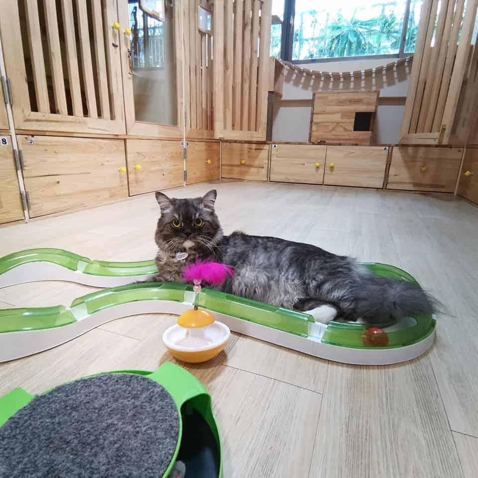 Gatto Cat Hotel 7