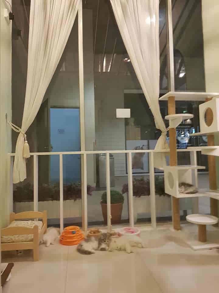 Petsborough Cat Hotel (เพ็ทสโบโร่ แคท โฮเทล) Cat Hotel 1