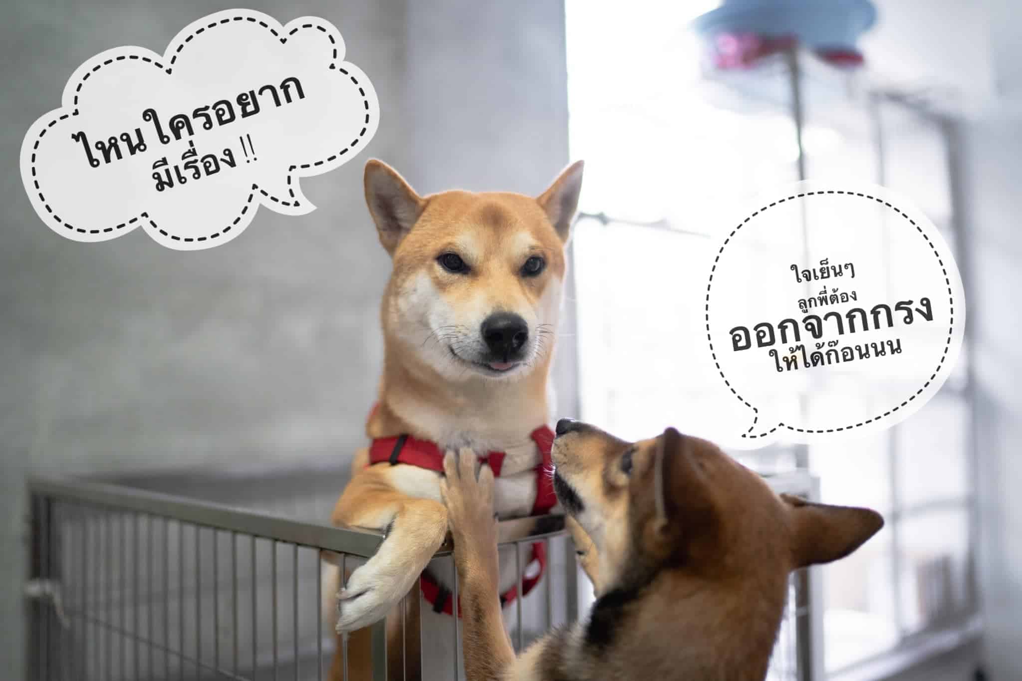 โรงพยาบาลสัตว์โอะไดจินิ (Odaijini Pet Hospital) 9