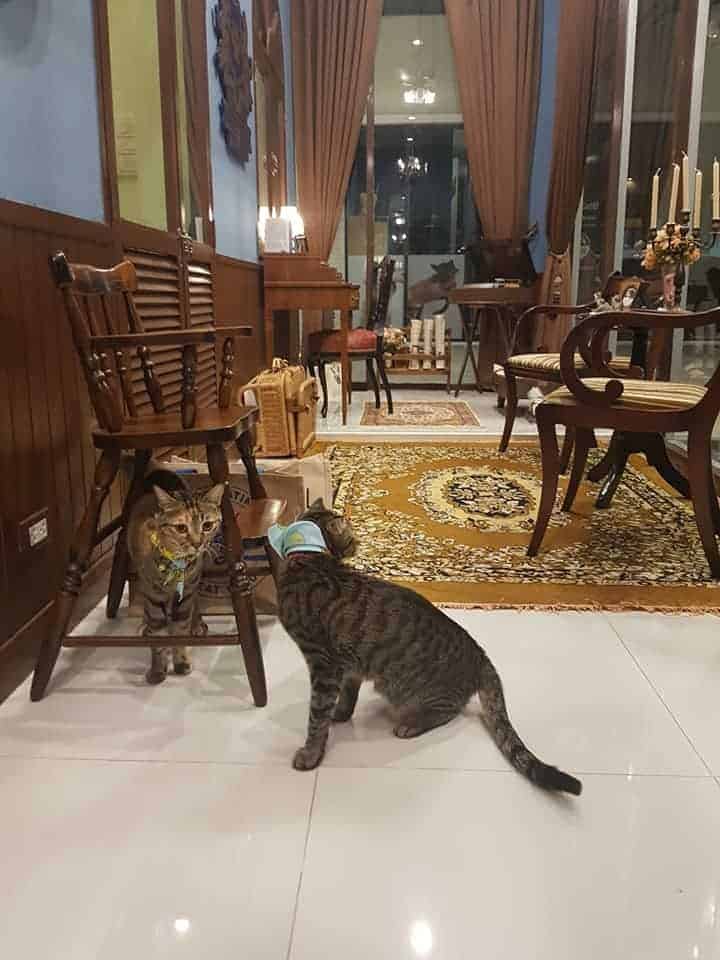 Petsborough Cat Hotel (เพ็ทสโบโร่ แคท โฮเทล) Cat Hotel 2