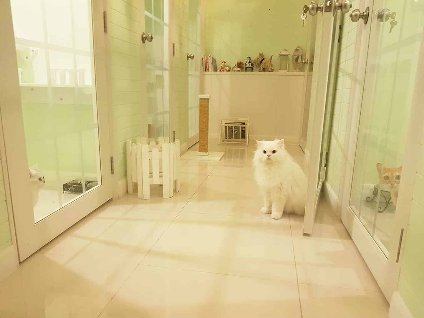 Petsborough Cat Hotel (เพ็ทสโบโร่ แคท โฮเทล) Cat Hotel 3