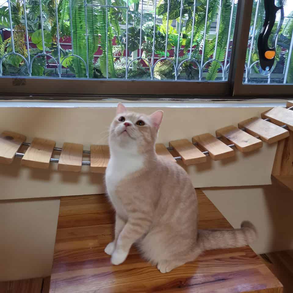Gatto Cat Hotel 8