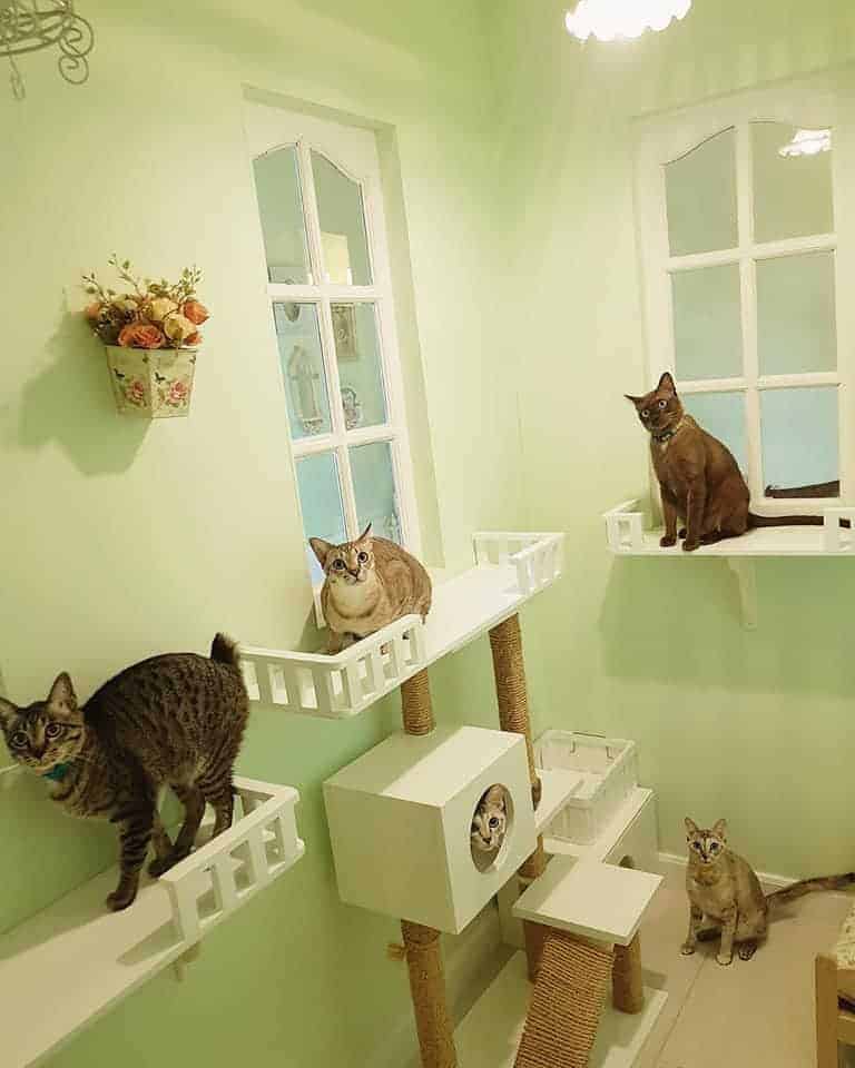 Petsborough Cat Hotel (เพ็ทสโบโร่ แคท โฮเทล) Cat Hotel 4