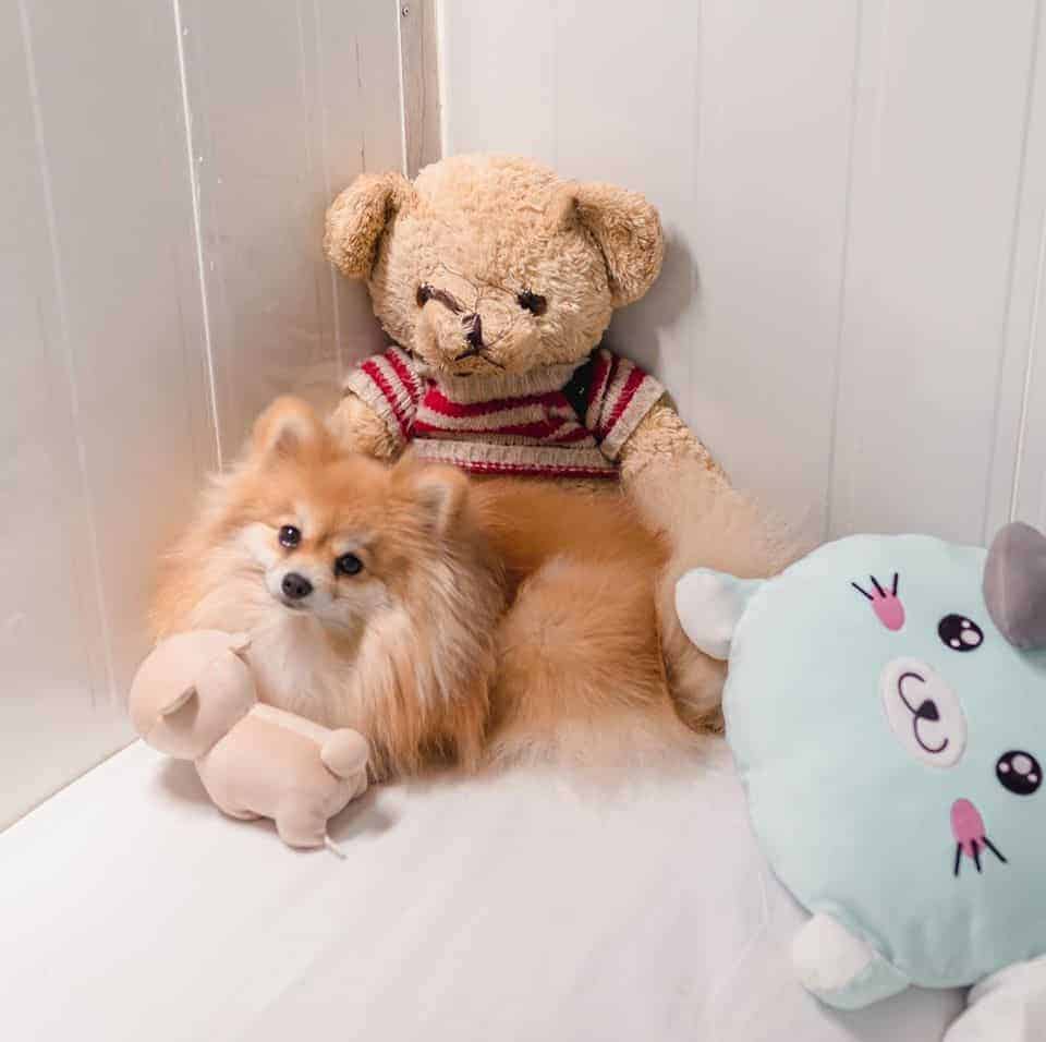 Pet Hotel Bangkok (สุขุมวิท) 5