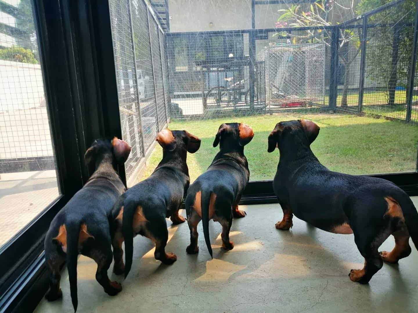 Puenpet Dog Hotel 6