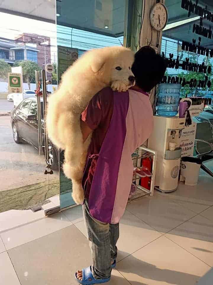 โรงพยาบาลสัตว์เคพลัส K Plus Animal Hospital 5