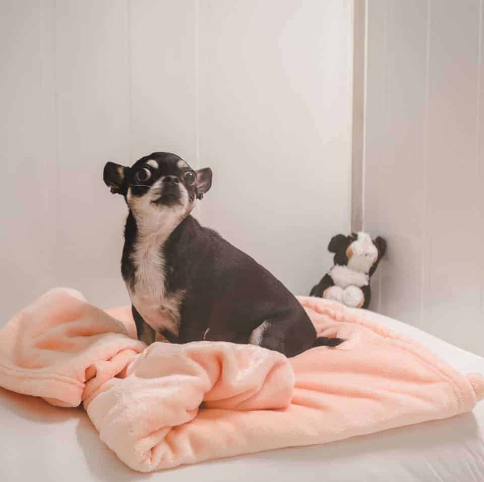 Pet Hotel Bangkok (สุขุมวิท) 4