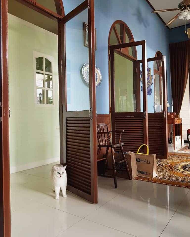 Petsborough Cat Hotel (เพ็ทสโบโร่ แคท โฮเทล) Cat Hotel 5