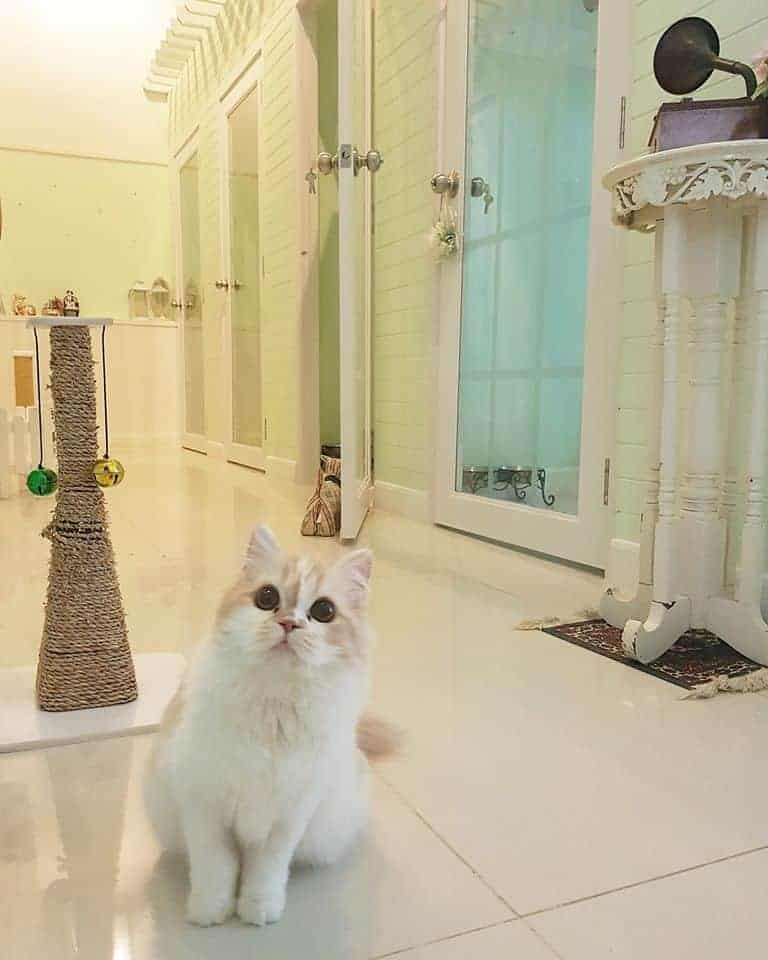 Petsborough Cat Hotel (เพ็ทสโบโร่ แคท โฮเทล) Cat Hotel 6