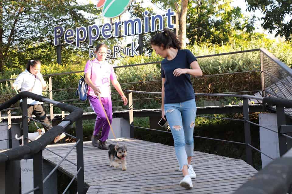 Mint Dog Yard ใน Mint Cafe มินท์คาเฟ่ (ลาดพร้าว) 2
