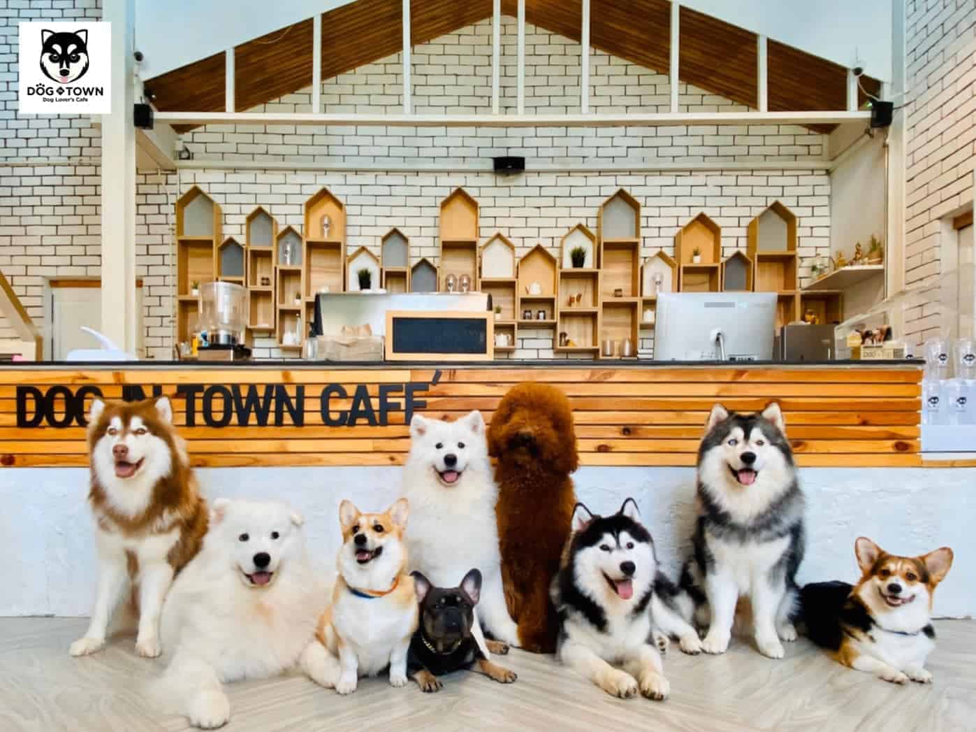 Dog In Town (อารีย์) 9