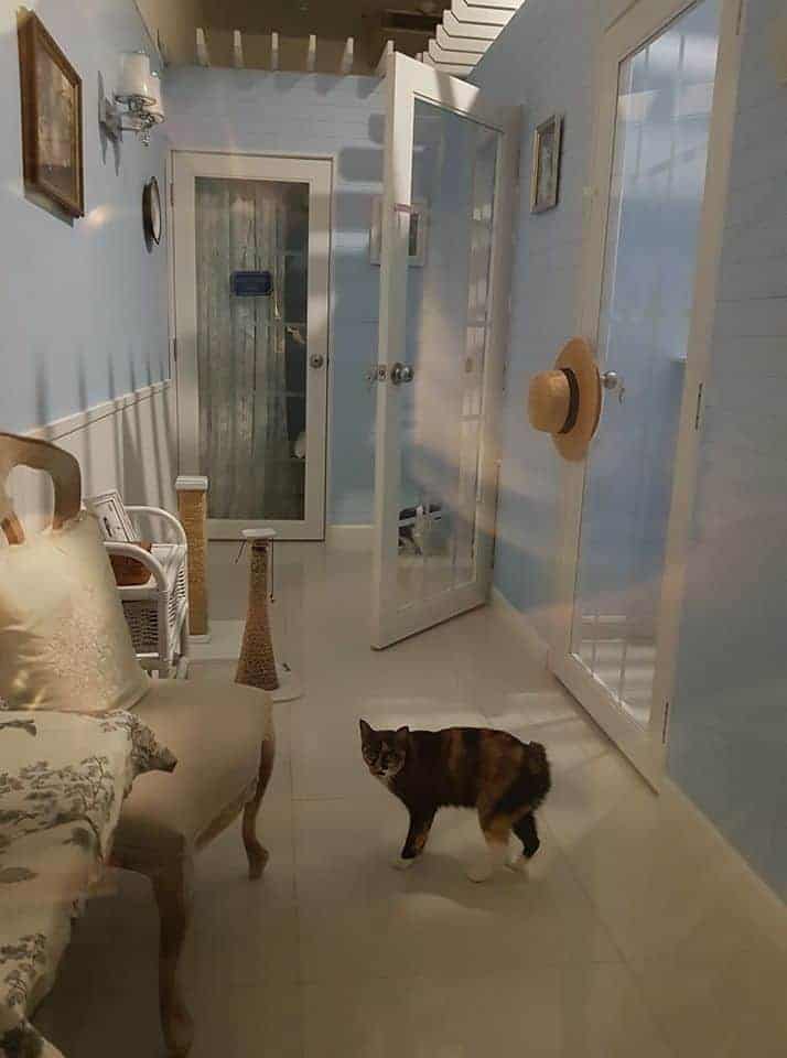 Petsborough Cat Hotel (เพ็ทสโบโร่ แคท โฮเทล) Cat Hotel 7