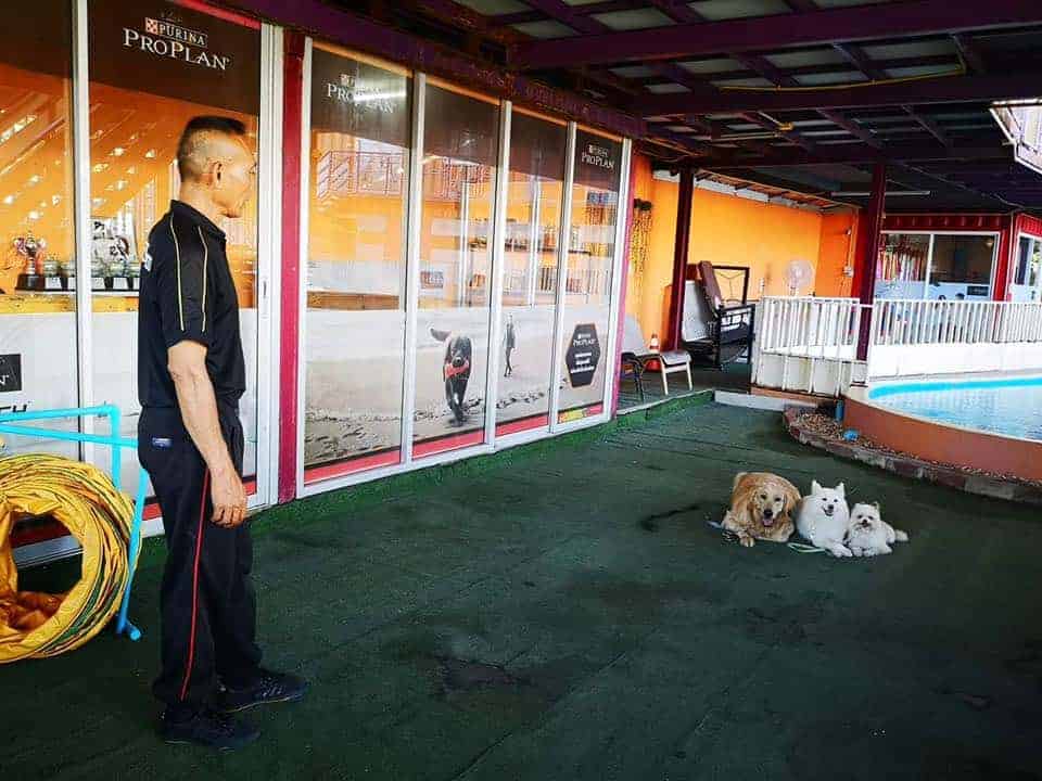 Pet Limited 2