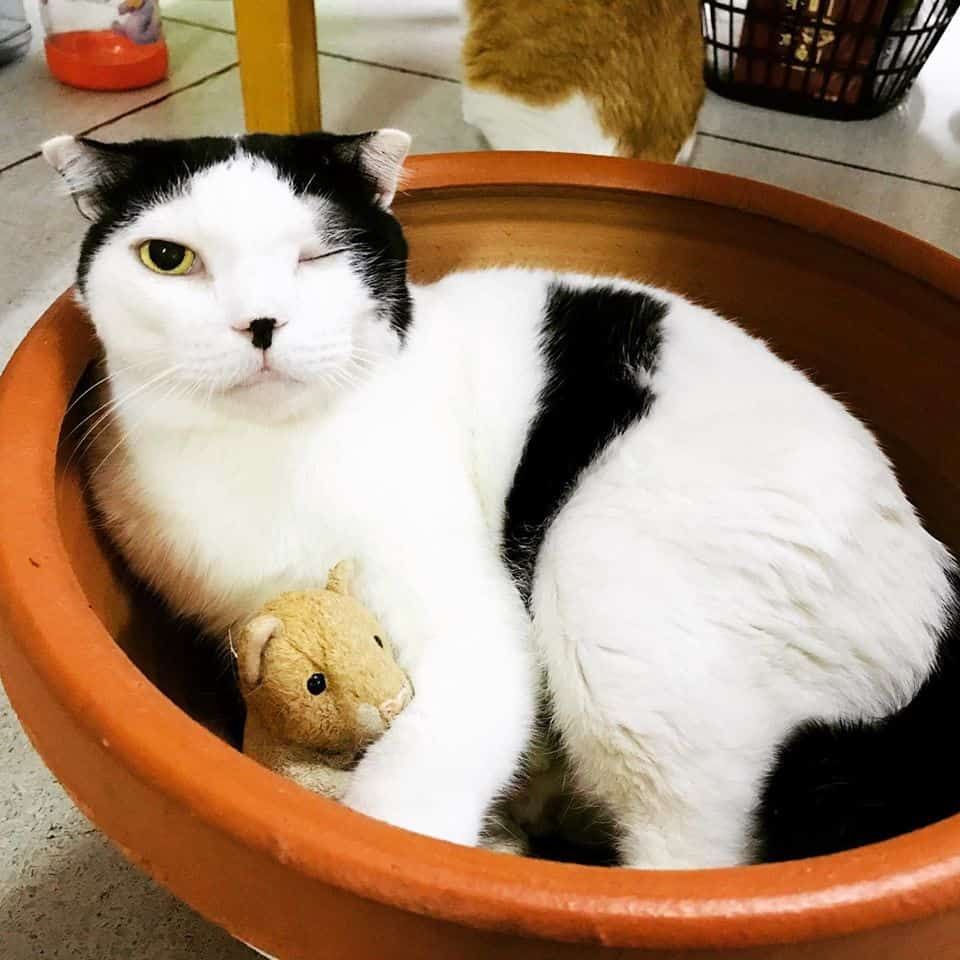 PaoCat Hotel 2