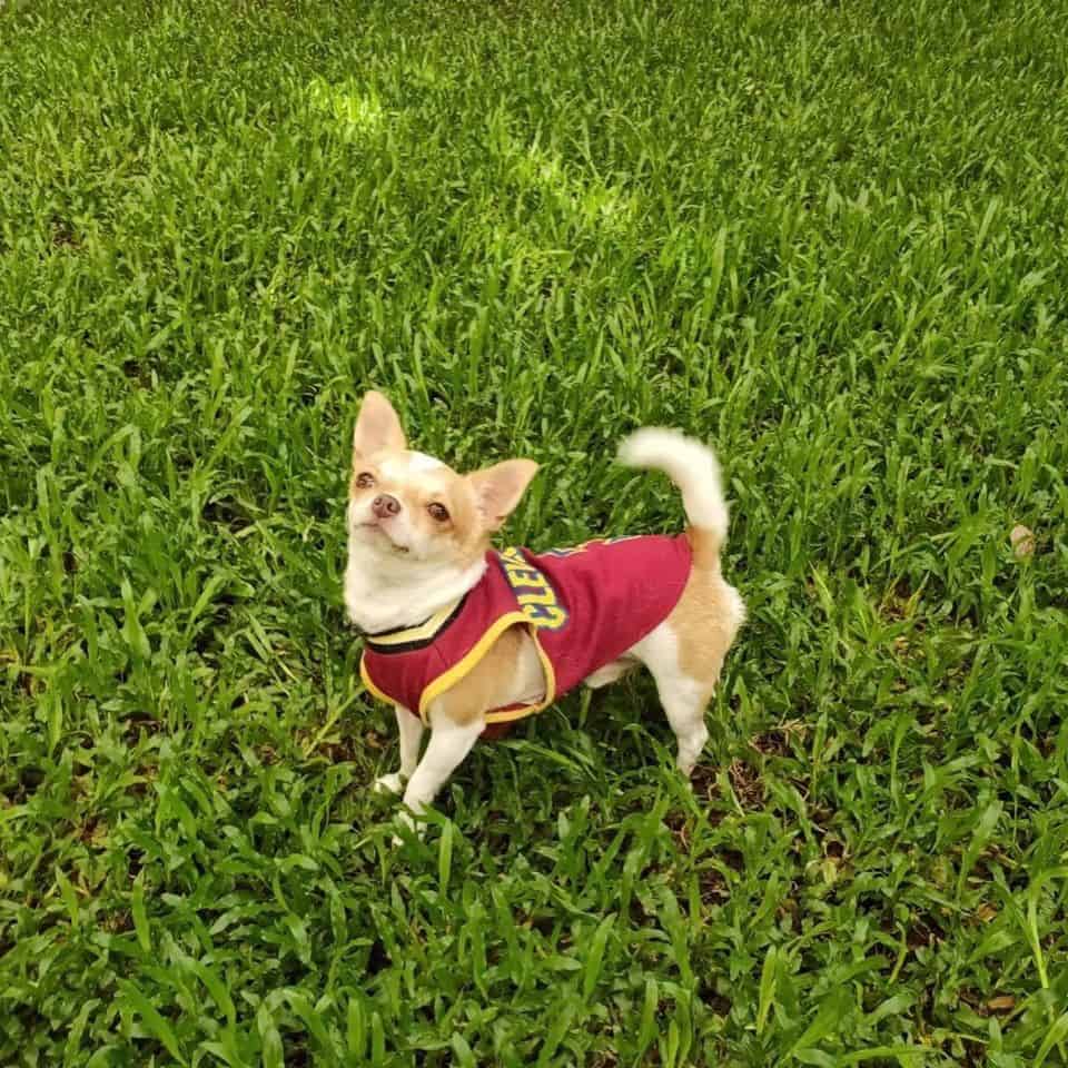 Pet Hotel Bangkok (สุขุมวิท) 3