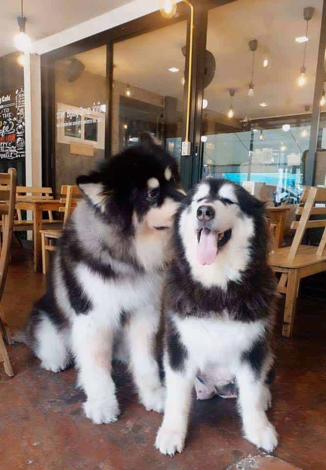 Big Dog Cafe 6