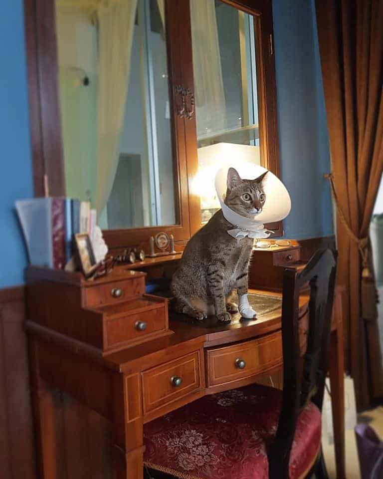 Petsborough Cat Hotel (เพ็ทสโบโร่ แคท โฮเทล) Cat Hotel 8