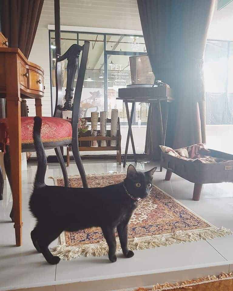 Petsborough Cat Hotel (เพ็ทสโบโร่ แคท โฮเทล) Cat Hotel 9