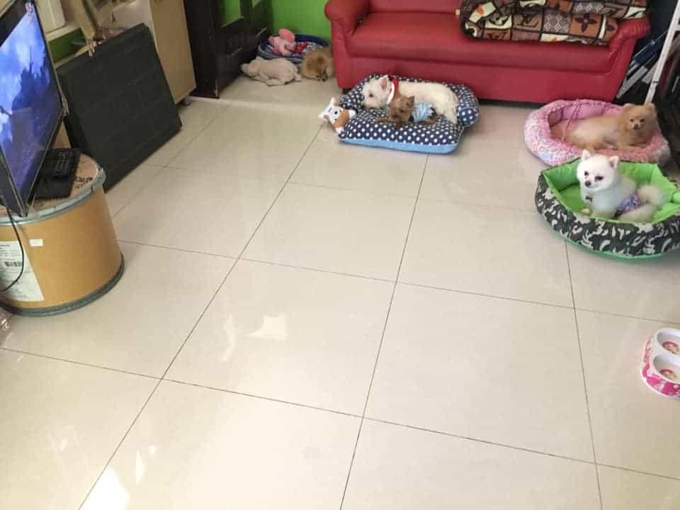 Doggy Station รับฝากเลี้ยง อาบน้ำ-ตัดขน น้องหมา 4