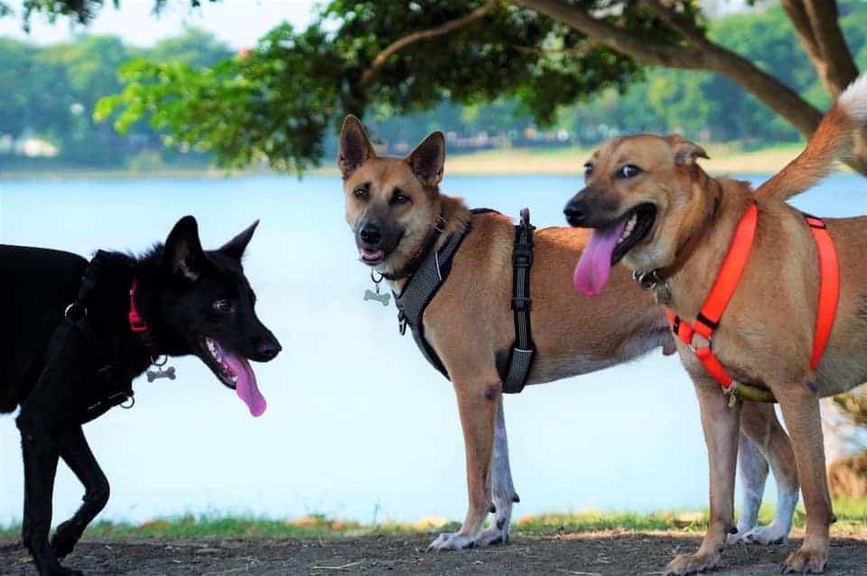 บึงหนองบอน Nong Bon Lake 5