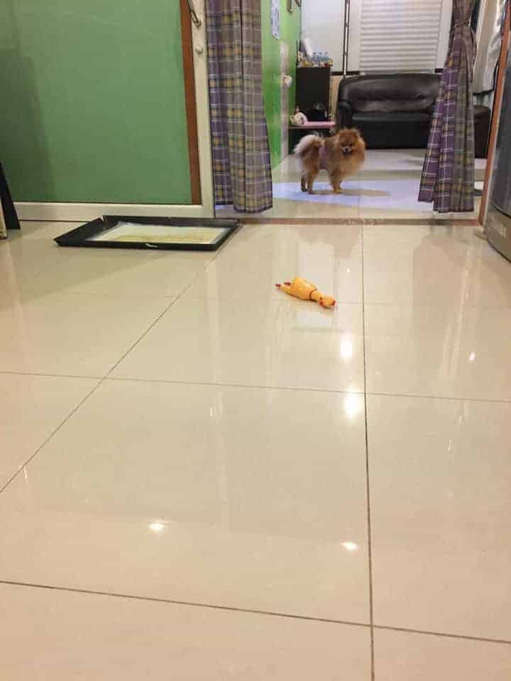 Doggy Station รับฝากเลี้ยง อาบน้ำ-ตัดขน น้องหมา 5