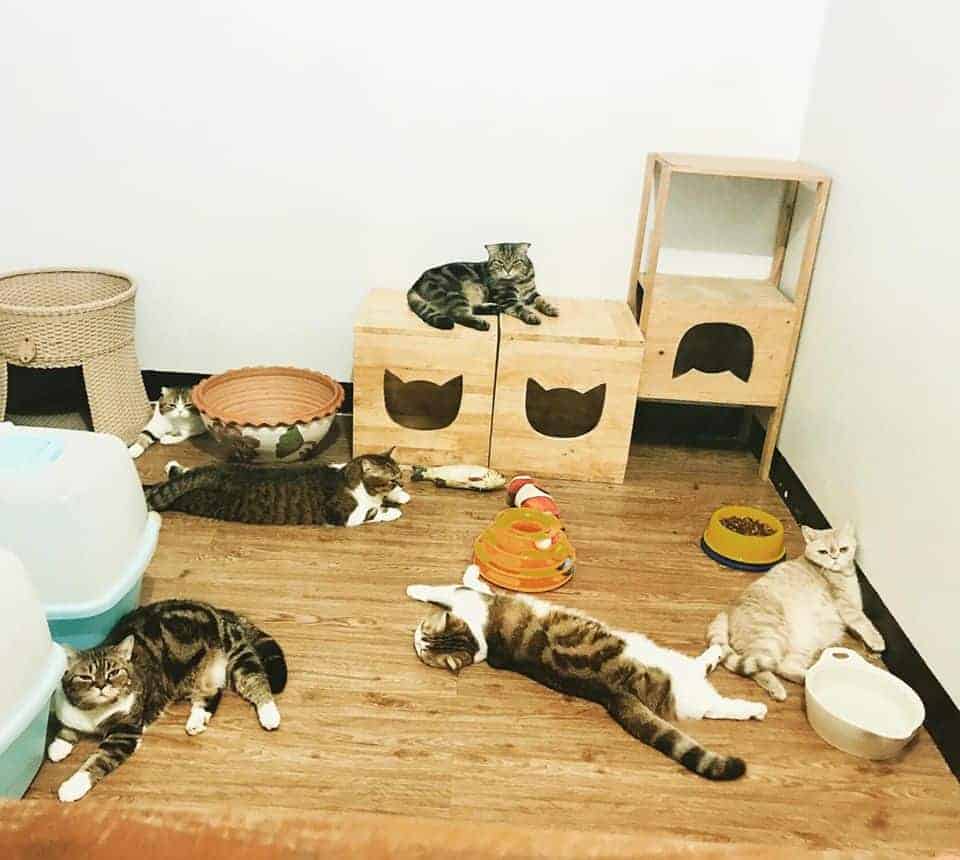 PaoCat Hotel 4