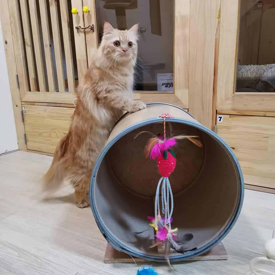 Gatto Cat Hotel 3
