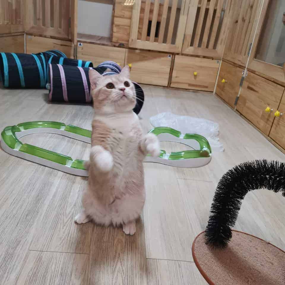 Gatto Cat Hotel 4