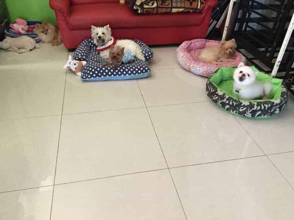 Doggy Station รับฝากเลี้ยง อาบน้ำ-ตัดขน น้องหมา 6