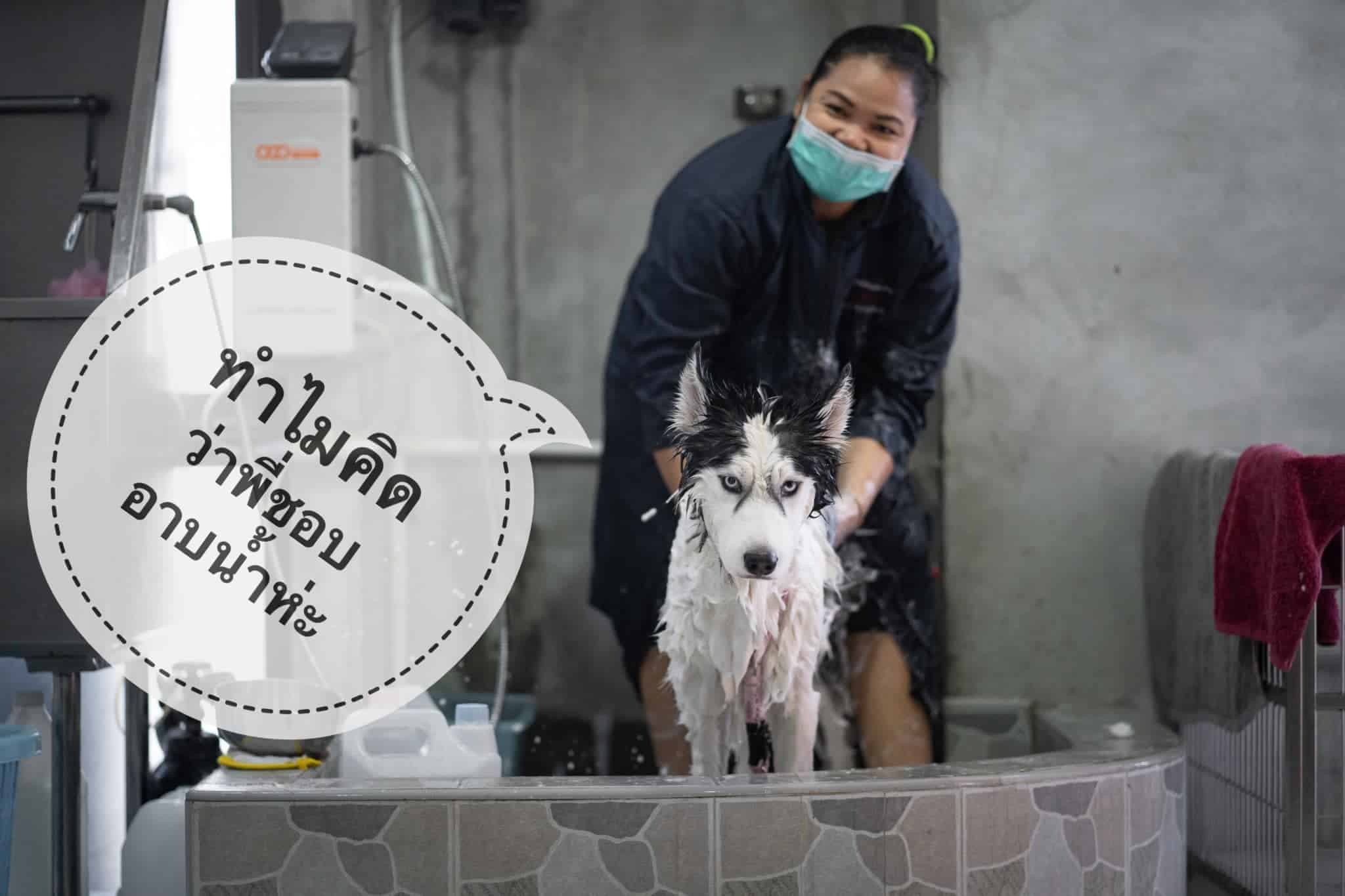 โรงพยาบาลสัตว์โอะไดจินิ (Odaijini Pet Hospital) 8