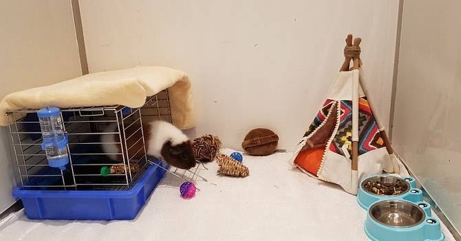 Pet Hotel Bangkok (สุขุมวิท) 2