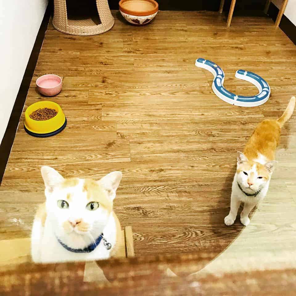 PaoCat Hotel 6
