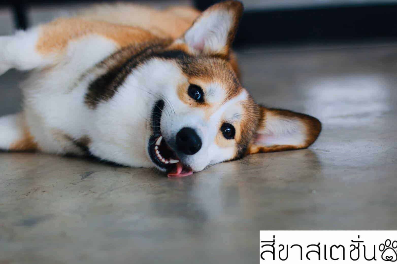 สี่ขาสเตชั่น 1