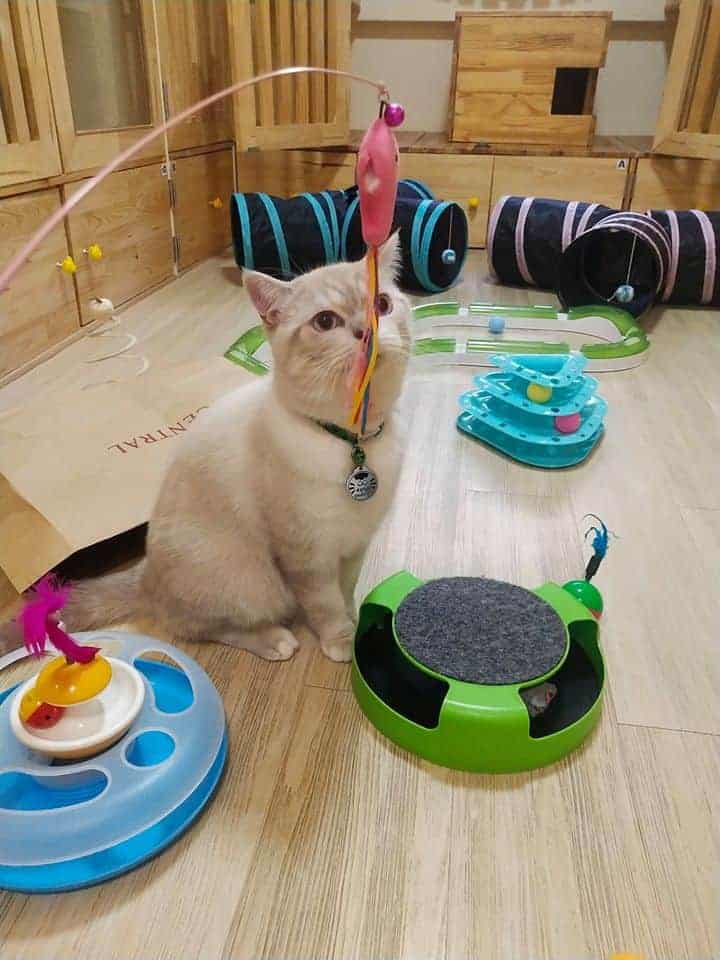 Gatto Cat Hotel 1