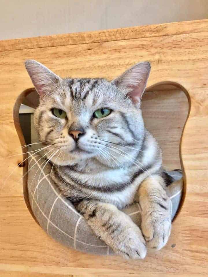 Makura Cat Cafe' 1