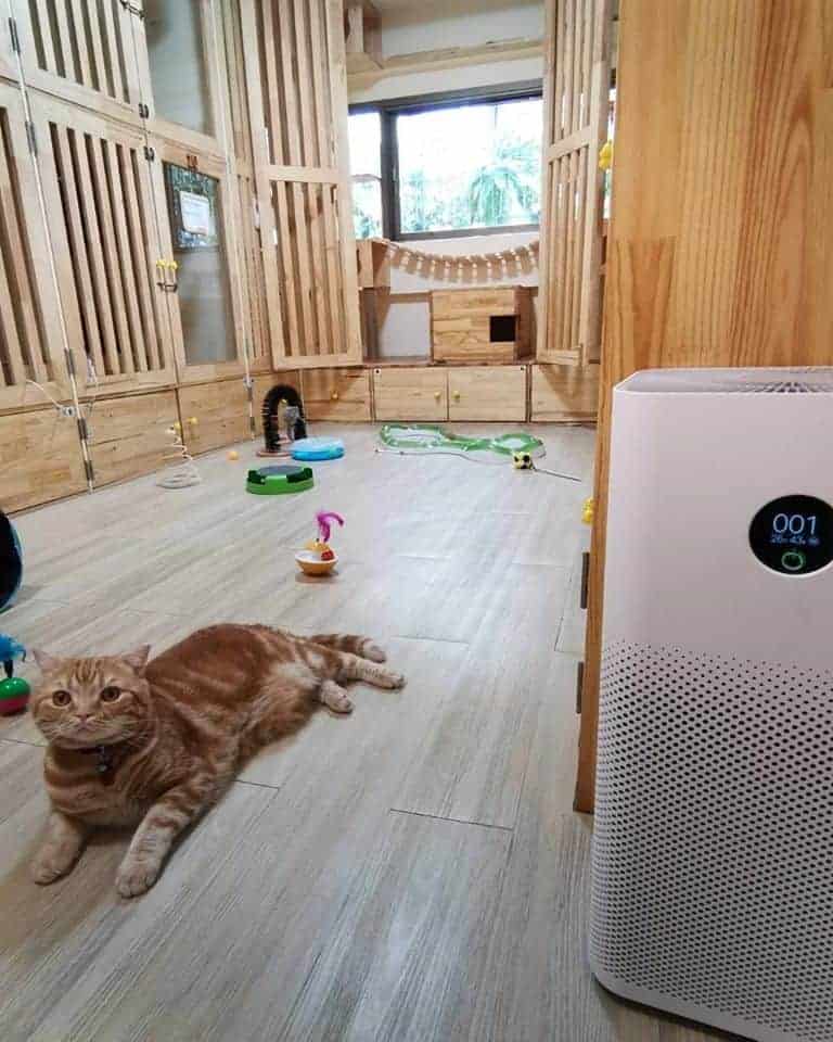 Gatto Cat Hotel 2