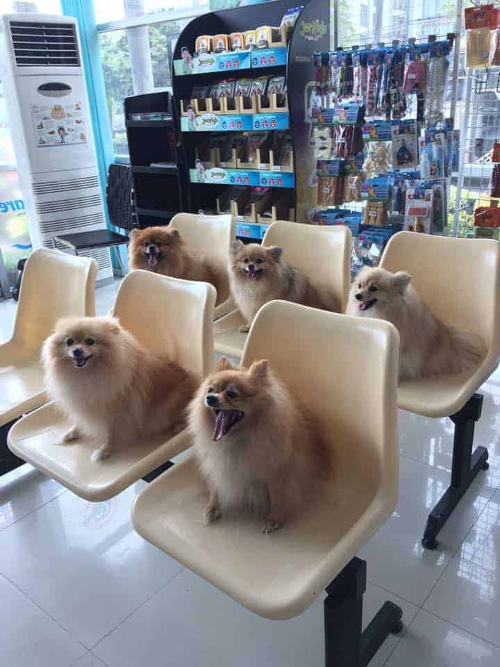 โรงพยาบาลสัตว์วัฒนะเวช 5