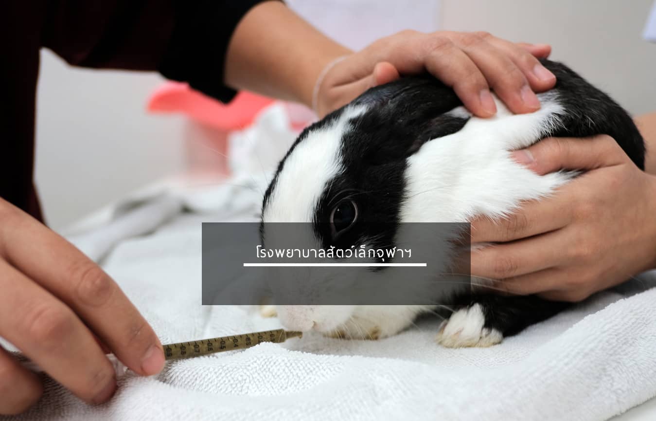 โรงพยาบาลสัตว์จุฬา (โรงพยาบาลสัตว์เล็กจุฬา) Small Animal Hospital Chulalongkorn University 3