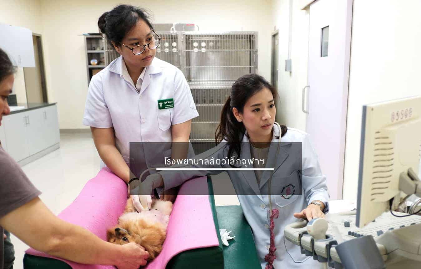 โรงพยาบาลสัตว์จุฬา (โรงพยาบาลสัตว์เล็กจุฬา) Small Animal Hospital Chulalongkorn University 5