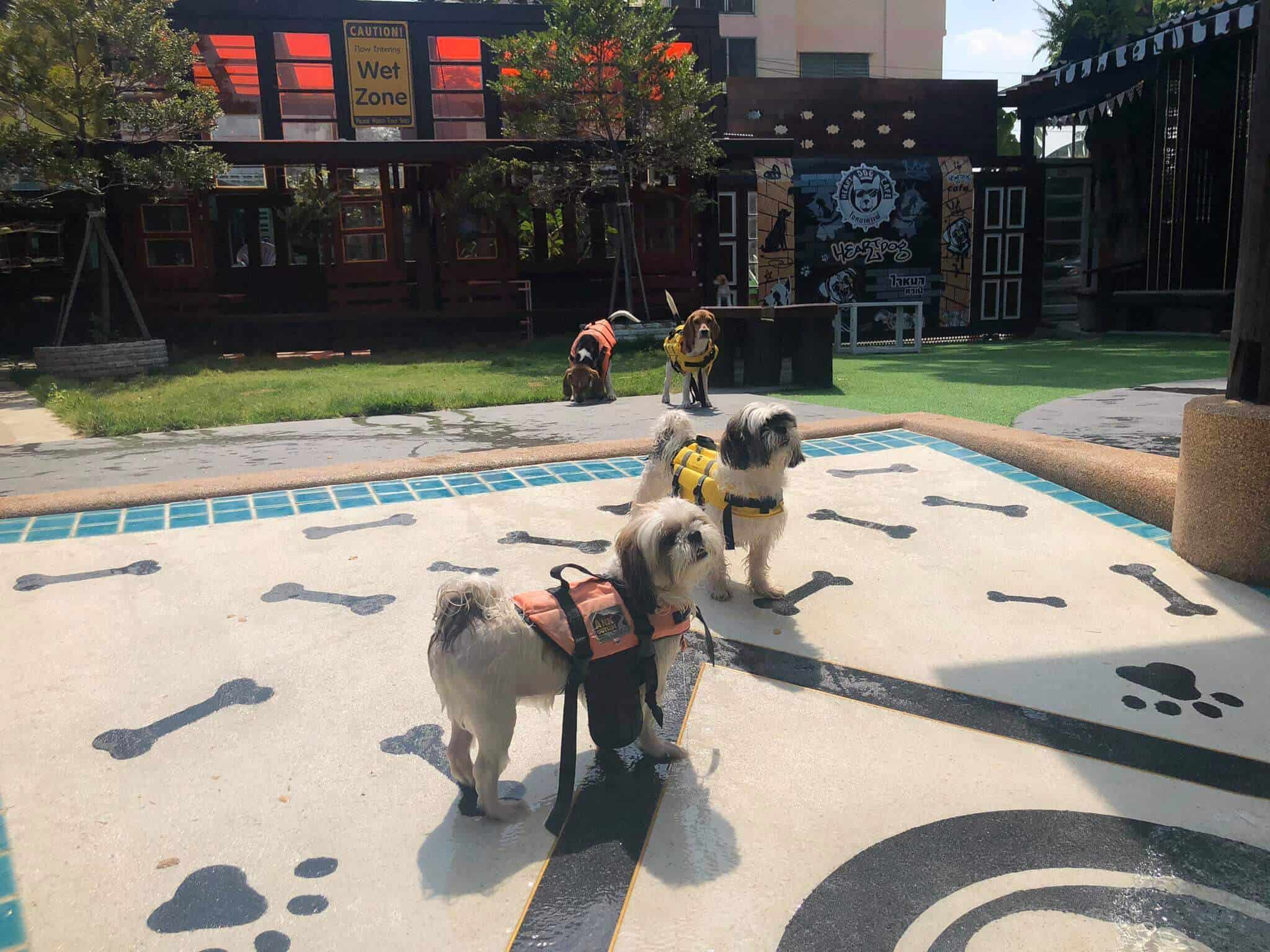 Heart Dog Cafe ใจหมาคาเฟ่ (รามอินทรา) 2